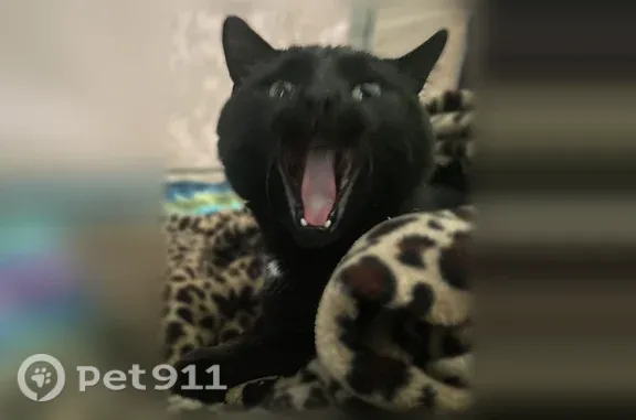 Missing cat Arlington, photo: Lost cat, male, 39th Street South, 3220, Fargo, Arlington — black cat missing at a truck stop