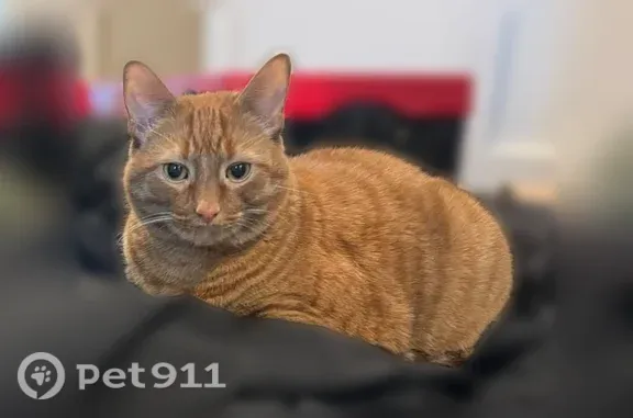 Lost cat, Fruitville Road, 12, Pottstown — male, orange tabby, about 20 lbs - photo