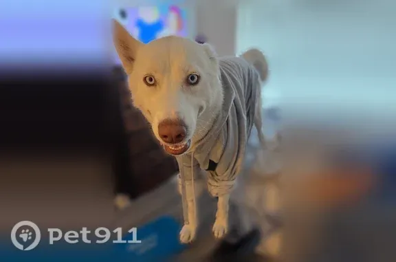 Lost dog, Patterson Street, 358, Ogden — white female husky - photo