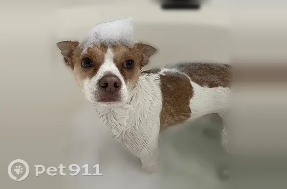Lost dog, Dove Cove Circle, 3238, Humble, Houston — male, white and beige - photo