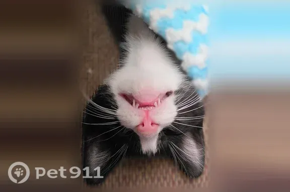 Lost pets Edinburg, photo: Lost cat, West Stanford Avenue, 1717, McAllen, Edinburg — 2-month-old male kitten
