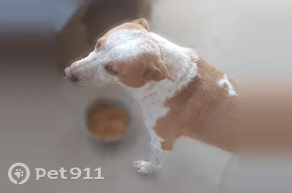 Lost pets El Paso, photo: Lost dog, Joe Battle Boulevard, El Paso — red Australian healer with an injured right paw