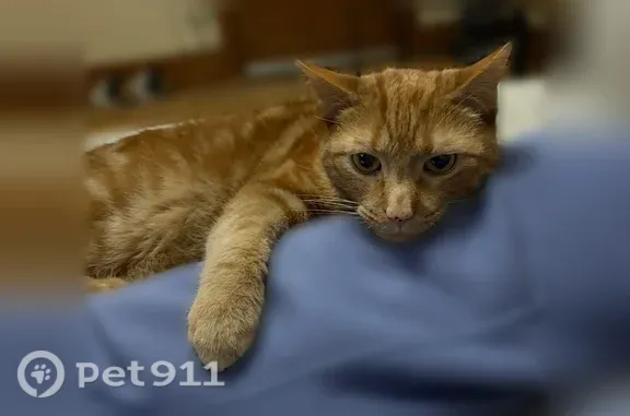 Lost pets Rochester, photo: Lost cat, male, Genesee Park Boulevard, 701, City of Rochester, Rochester — orange coat and freckles on his nose