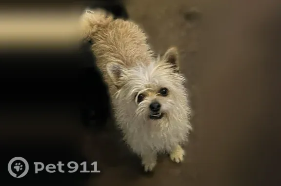 Lost pets West Valley City, photo: Lost dog, Christopherson Circle, West Valley City — golden coat