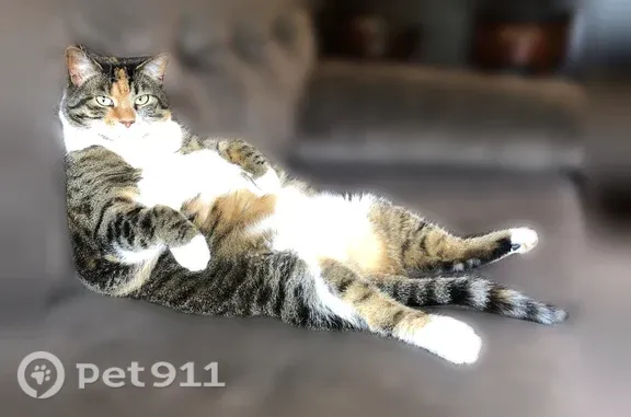 Lost cat, female, Twin Lakes, Wisconsin, Twin Lakes — black-and-gray tabby with white paws - photo