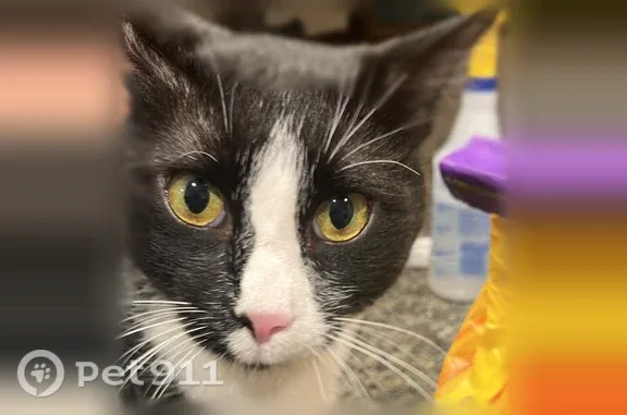 Lost cat, Los Padres Court, 7319, Town 