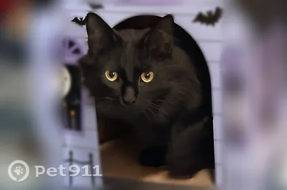 Missing cat Bozeman, photo: Lost male cat, Warbler Way, 3321, Bozeman — black with hazel eyes
