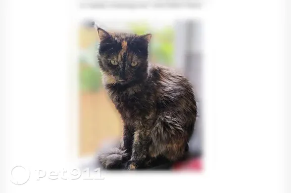 Lost pets Chico, photo: Lost cat, Native Oak Drive, Chico — long-haired calico with orange facial markings