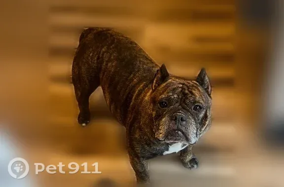 Lost female dog, Creekway Drive, 2592, Columbus — short brindle coat - photo