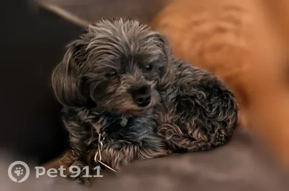 Lost pets Denver, photo: Lost dog, North Verbena Street, 1520, Denver — female Yorkie poo