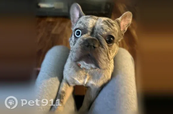Lost male dog, East 43rd Street, 1826, Tacoma — light grey with two different-colored eyes - photo