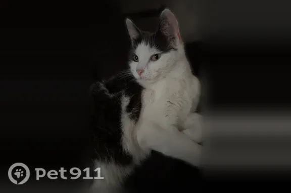 Missing cat Romney, photo: Lost female cat, South Grafton Street, 104, Romney — gray and white markings, green eyes