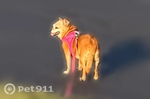 Lost Female Dog, North Main Street, 117, Batesville — 13 lbs, tan coat - photo