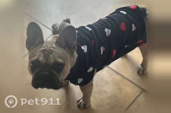 Lost dog, Phoenix — small tan female - photo