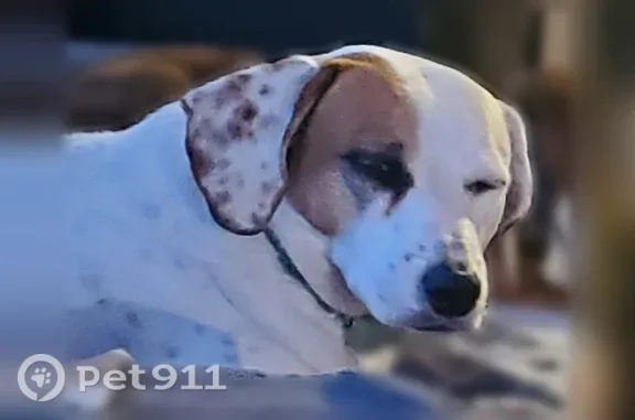 Lost dog, Highway K, 3453, Sullivan, Sullivan — male, wary of strangers - photo
