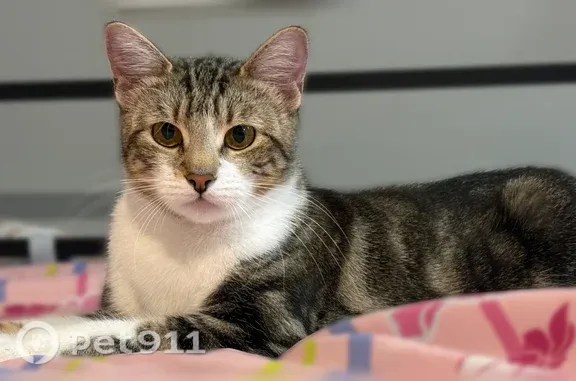 Lost pets Oakland, photo: Lost cat, 104th Avenue, 1800, Oakland — female, recently spayed