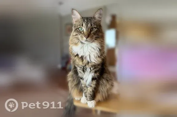 Lost Cat, Henderson Bayou Road, Louisiana, Mobile — male, very fluffy and timid - photo