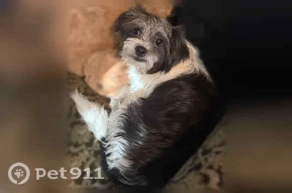 Lost pets Fridley, photo: Lost dog, Clearview Street Northeast, 5069, Fridley, Fridley — small, black-and-white and timid around people