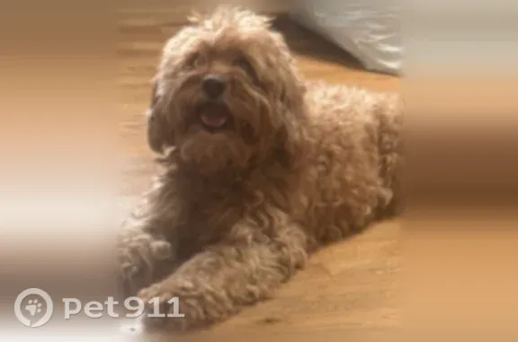 Lost dog, Elmont, New York, Fort Worth — 10 years old and microchipped - photo