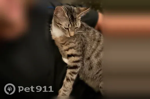 Lost pets Montgomery, photo: Lost female cat, Pleasant Ridge Road, 3654, Montgomery — dark tiger stripes