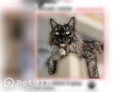Lost pets Haverhill, photo: Lost cat, female, People Place, 16, Haverhill — broke through a window screen