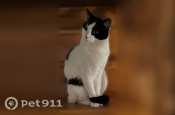 Lost male cat, Cooper Avenue, New York, Queens — green eyes and black nose patch - photo