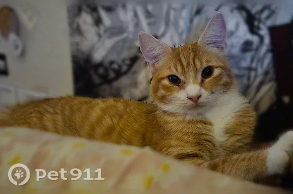 Missing cat San Jose, photo: Lost cat, TACHELLA Way, 1114, Brentwood, San Jose — male with orange fur and a stubby tail