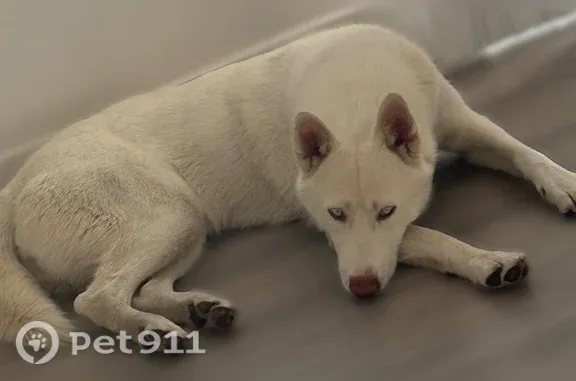 Lost dog, Patterson Street, 336, Ogden, Arlington — female white Siberian husky - photo
