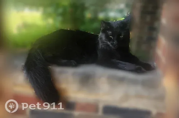 Lost pets Shaker Heights, photo: Lost cat, female, Van Aken Boulevard, 18000, Shaker Heights — long black fur and green eyes