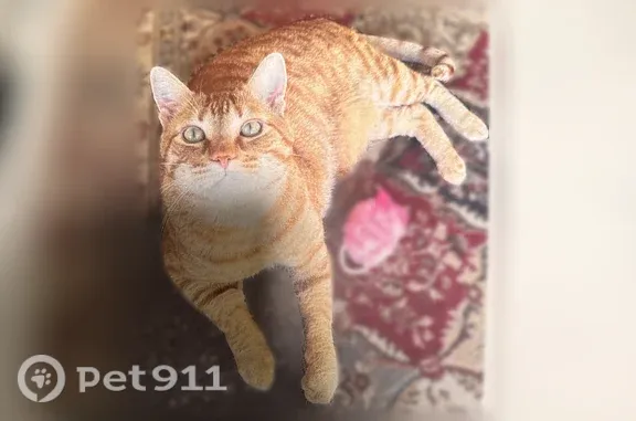 Lost male cat, 32nd Street Northeast, 1420, Auburn — greenish eyes - photo