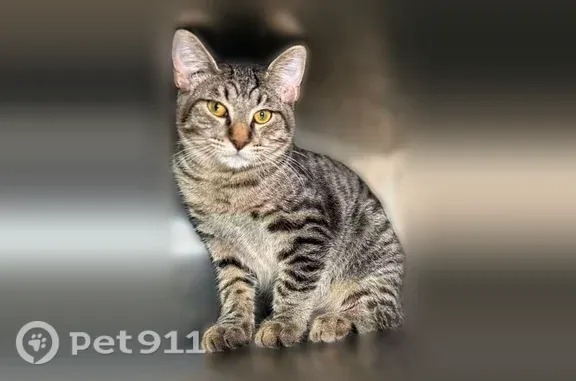 Lost cat, South Pleasant Valley Road, Austin — male silver-grey and black tabby - photo
