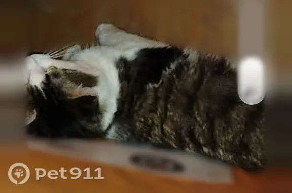 Lost cat, male, 9th Street, 2022, Muskegon Heights, Arlington — very fluffy and friendly - photo