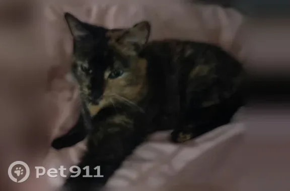 Lost cat, Fall River, Massachusetts, Boston — female tortoiseshell cat - photo