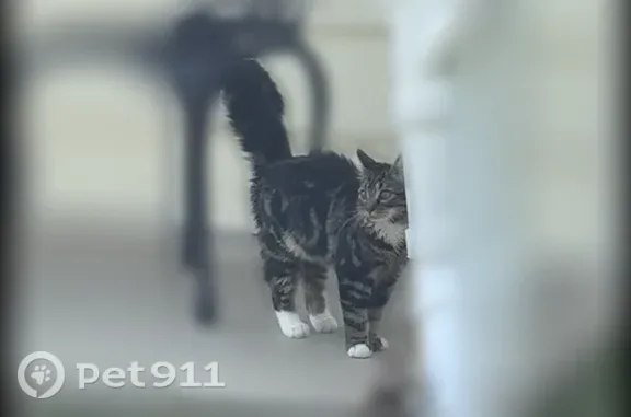Lost cat, male, Lockwood Road, 2305, Tuckahoe, Richmond - photo