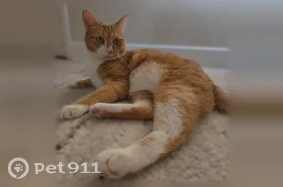 Lost cat, Turquoise Avenue Northeast, 13101, Albuquerque, Arlington — 15-pound orange-and-white tabby - photo