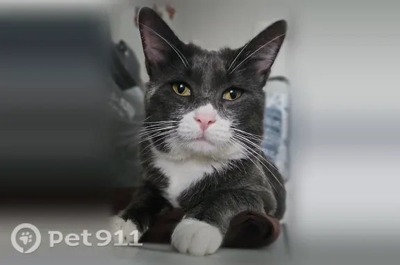 Lost male cat, Jenness Street, Lynn, Hampton — gray and white with a pink nose - photo