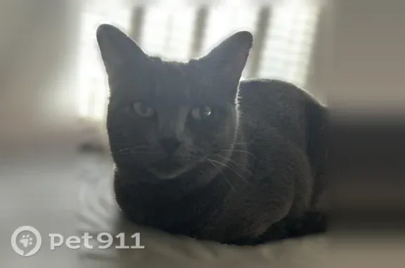 Lost female cat, Spruce Court, 10336, Parker — slate gray and friendly - photo