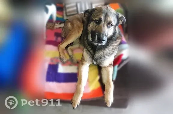 Lost dog, East Broadway Boulevard, 3131, Tucson — brown with floppy black ears - photo