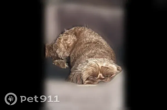 Lost dog, Fern Road, Jan Phyl Village, Orlando — brown and blonde cockerel spaniel - photo