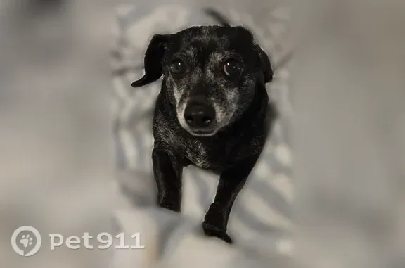 Lost Dog, Southton Basin, San Antonio — female senior Chiweenie - photo