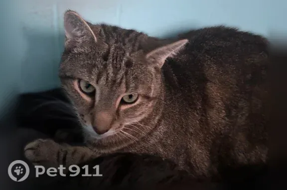 Lost cat, State Street, 2001, Lafayette — male gray tabby - photo