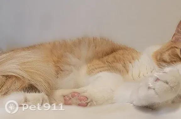 Lost male cat, West Denton Avenue, 12413, Litchfield Park, Phoenix — orange and white tabby - photo