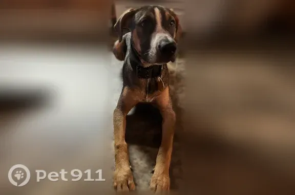 Lost male dog, Redco Drive, 11000, Marion, Marion — wearing a Bears shirt and collar - photo