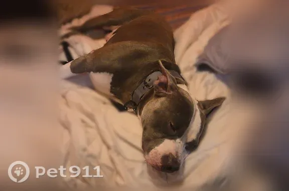 Lost dog, Swisshome, Oregon, Hillsboro — male, gray and white with white feet and chest - photo