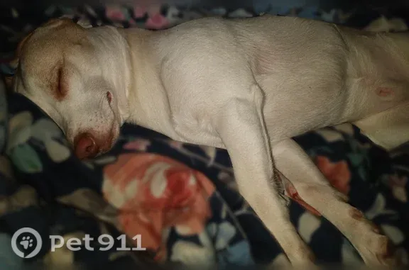 Lost dog, West Ogden Avenue, 1797, Benton Charter Township, Benton Harbor — male, white with brown patches - photo