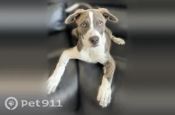 Lost female dog, Maple Trace, 940, Odenville, Birmingham — gray and white, very friendly - photo