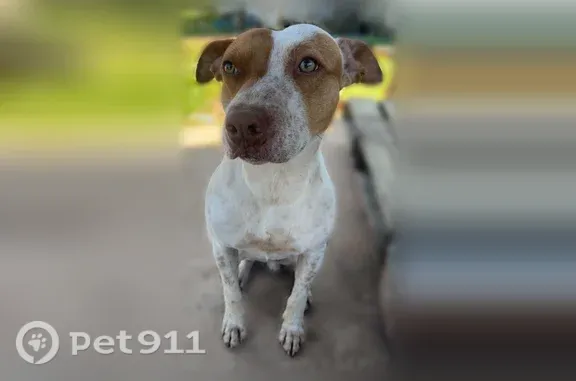 Lost dog, male, Winns Mill Road, 2561, Royston, Alpharetta — missing from the yard - photo