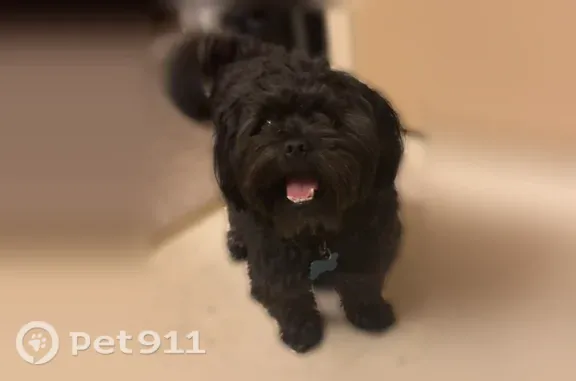 Lost dog, Brooks Street, 3301, Tupelo — male, black with gray spots - photo
