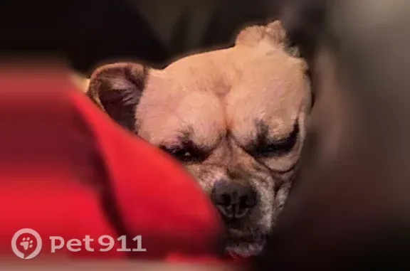 Lost Dog, North 40th Street, 17648, Phoenix — Male Pug Mix - photo