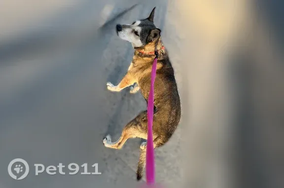 Found pets Bakersfield, photo: Found female dogs, McDonald Way, 204, Bakersfield — sweet and approachable